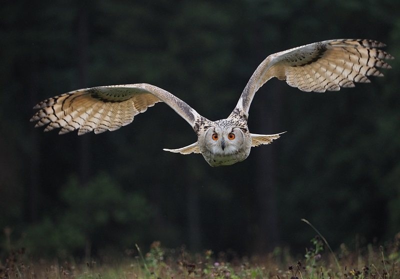 Owl flyling