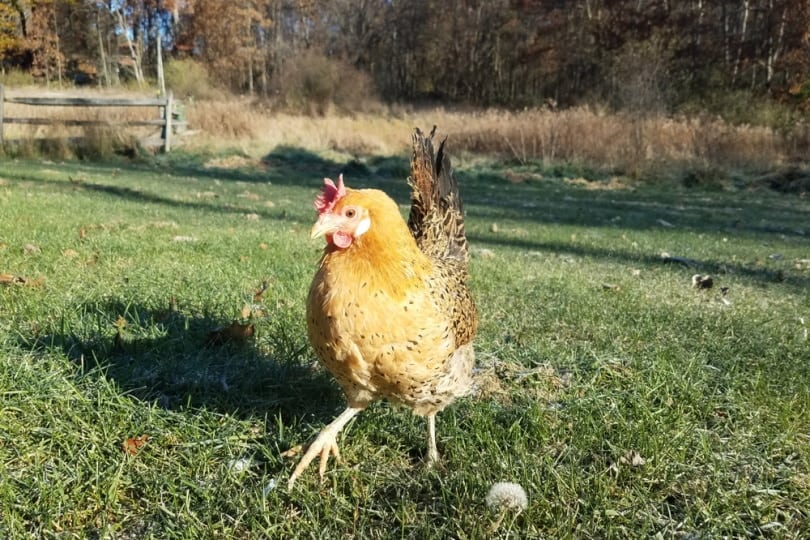 Sicilian buttercup chicken walking in grass