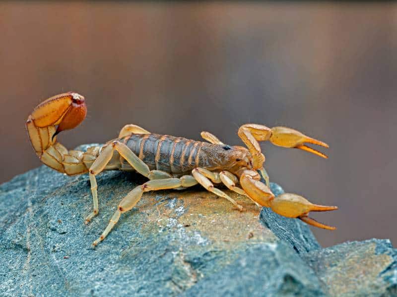 Side view of an Arizona stripe-tailed scorpion