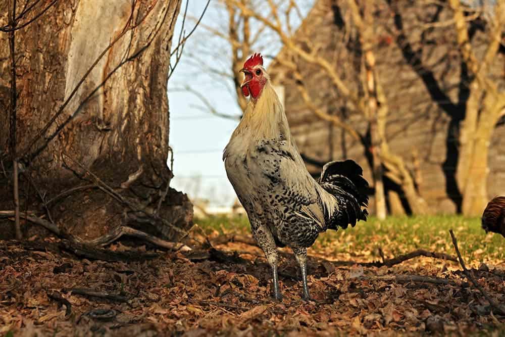 Silver Campine Chicken_Tim Belyk_Shutterstock