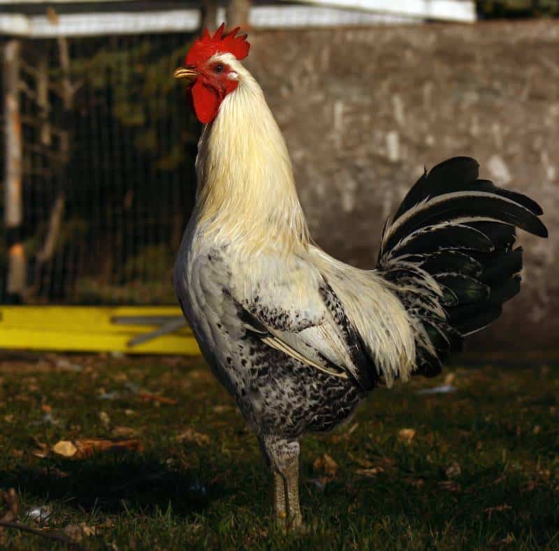 Silver Campine rooster