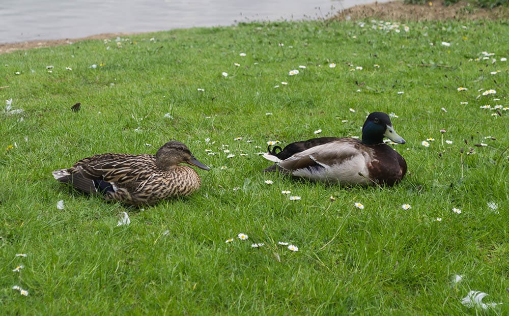 Silver bantam ducks sitting in the grass_Scott Lyons_Shutterstock