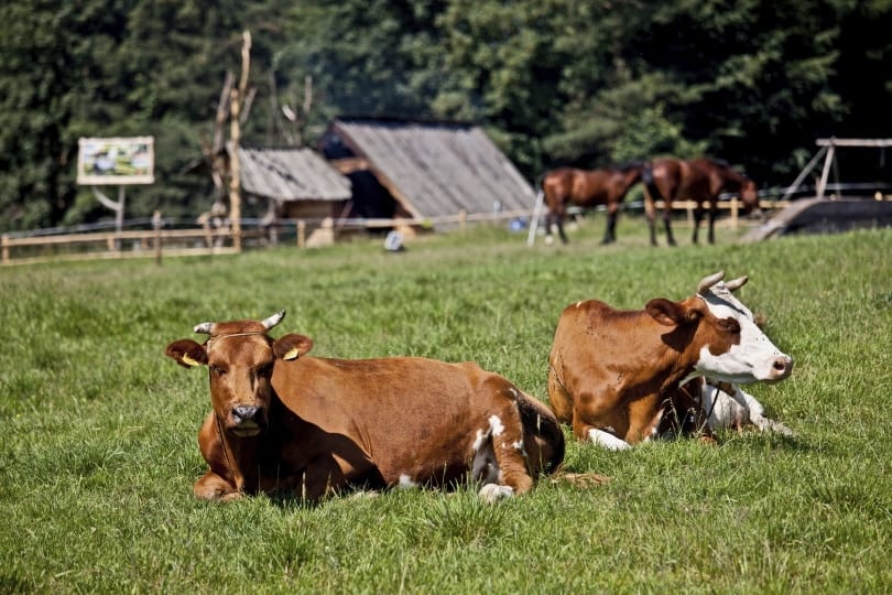 Simbrah cattle lying in the grass
