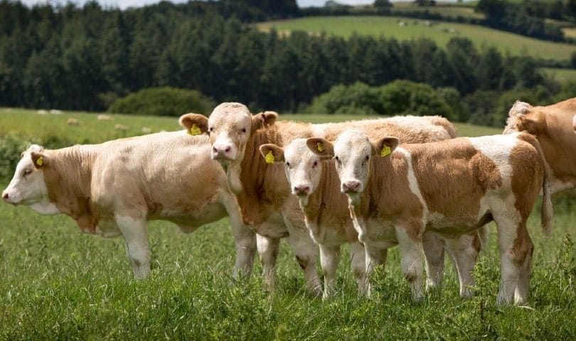 Simmental Cattle out in the field