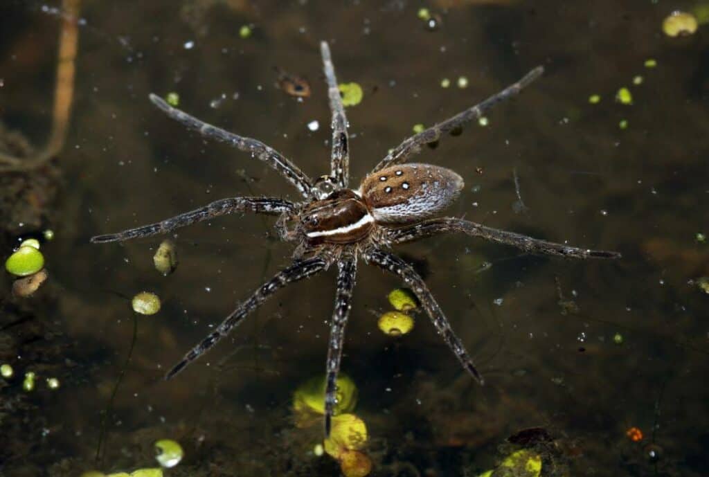 Six-Spotted Fishing (Dock) Spider frontal view