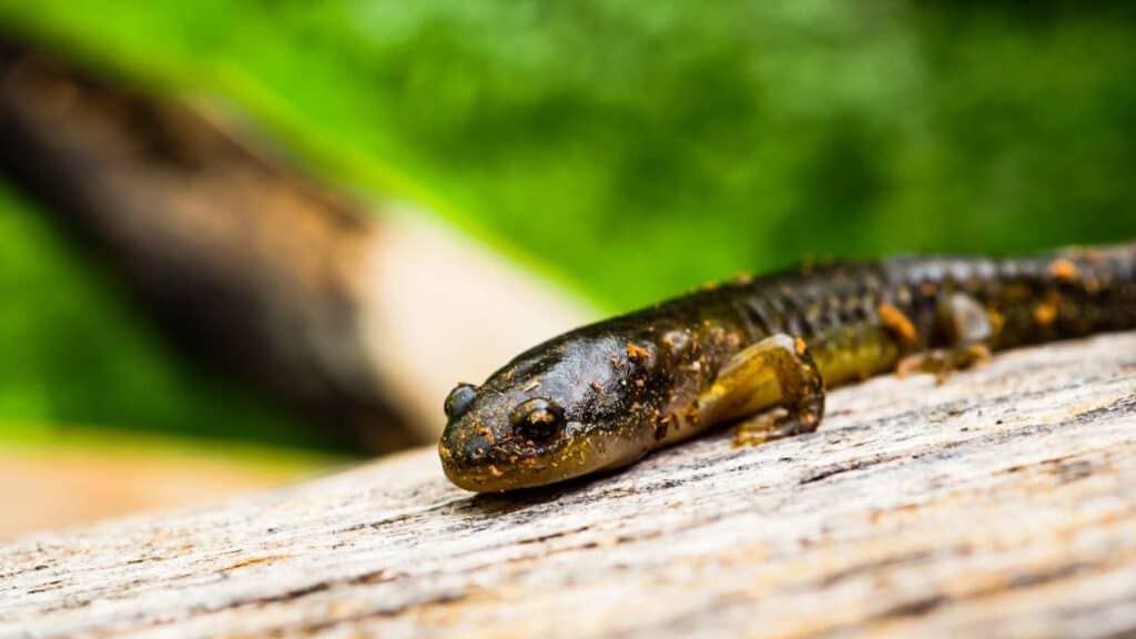 Small-Mouthed Salamander_Tyler Albertson_Shutterstock