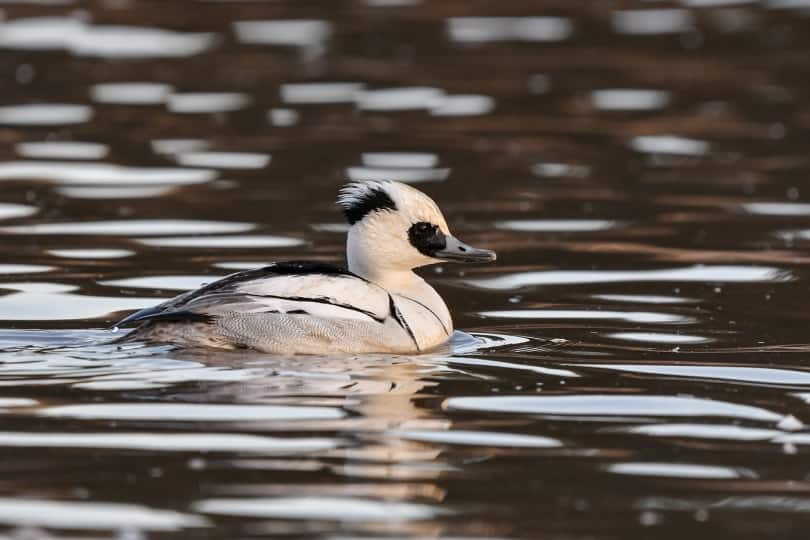 Smew duck swimming in the lake