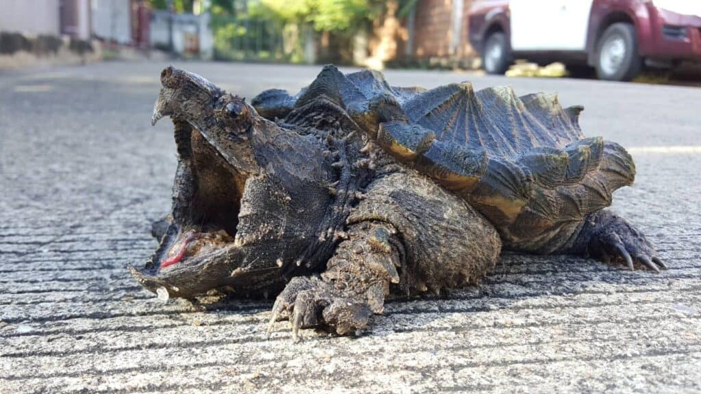 Snapping Turtle open mouth
