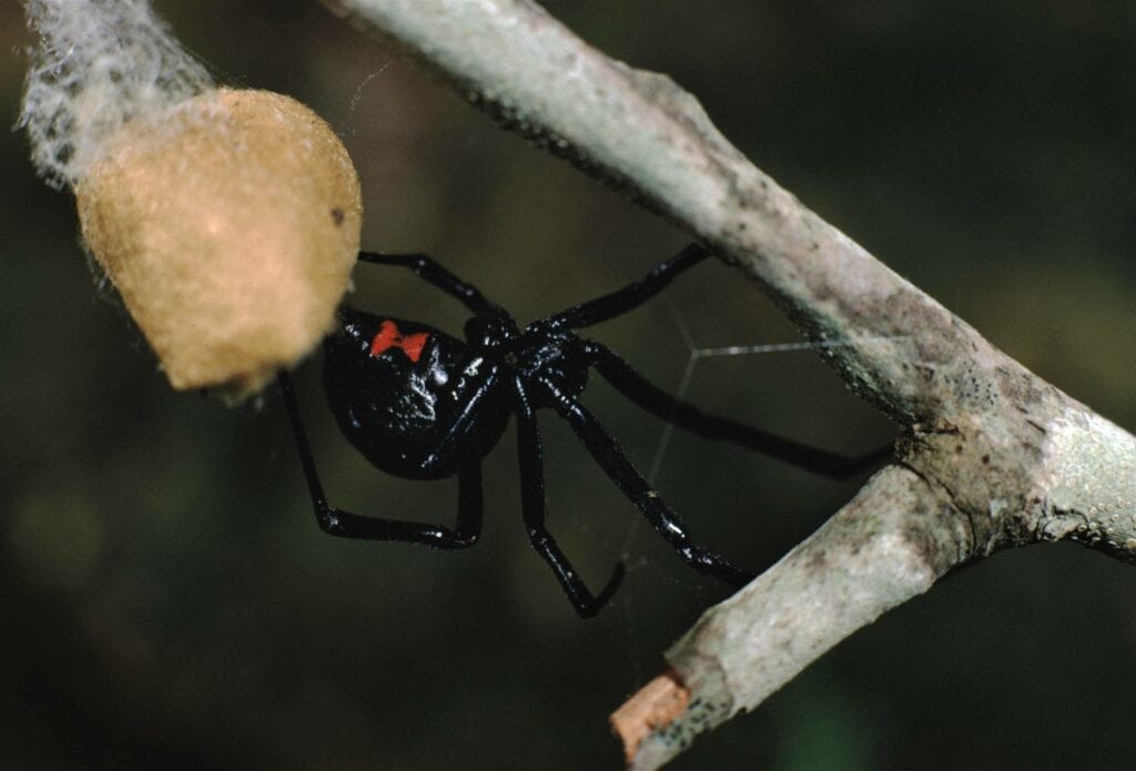Southern Black Widow Spider closeup_Liz Weber_Shutterstock