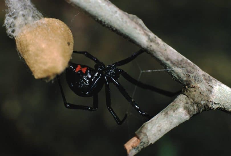 Southern Black Widow Spider closeup