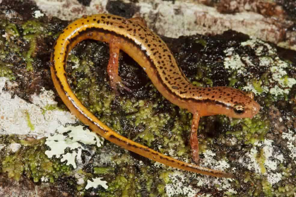 Southern Two-Lined Salamander_Nathan A. Shepard