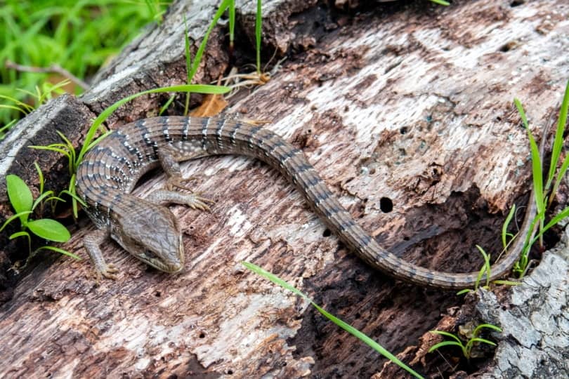 Southern alligator lizard