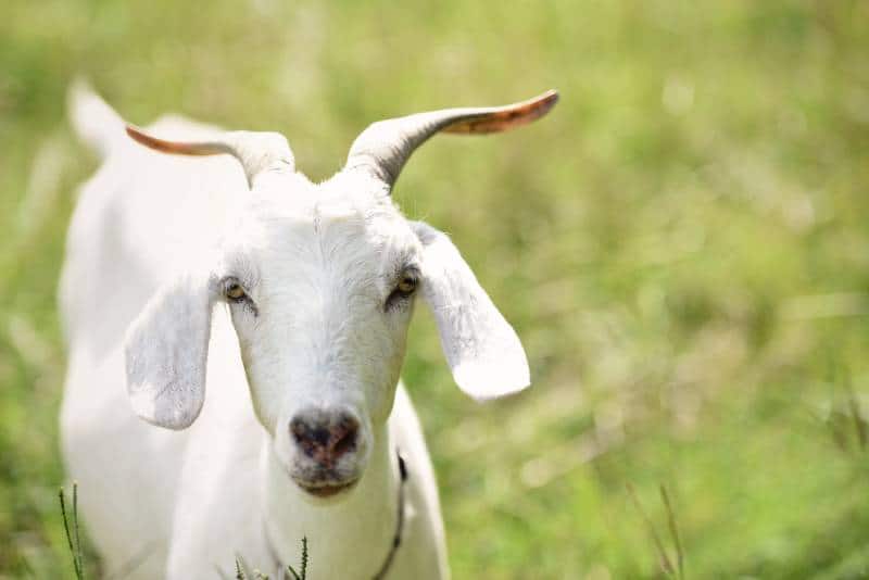 Southern kiko goat