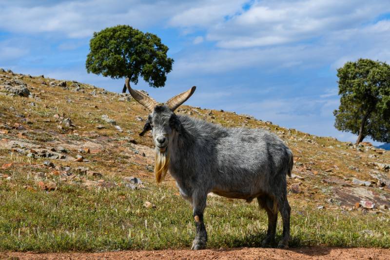 Spanish goat in the field