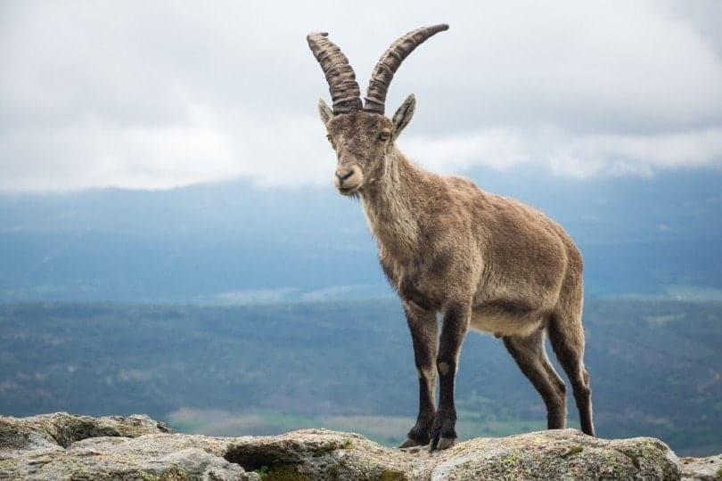 Spanish wild mountain goat