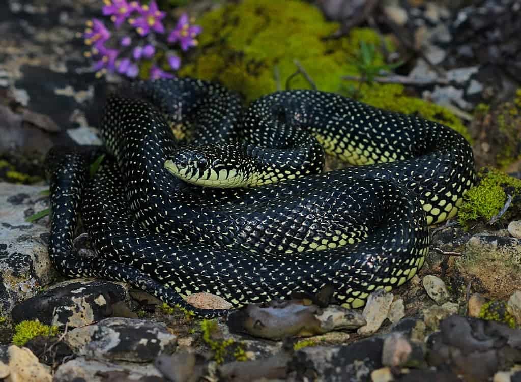 Speckled King Snake Lampropeltis getula holbrooki