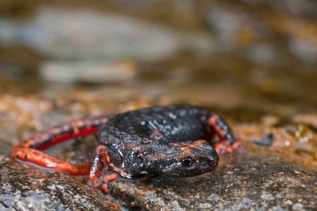 Spectacled Salamander side view_Federico Crovetto_shutterstock