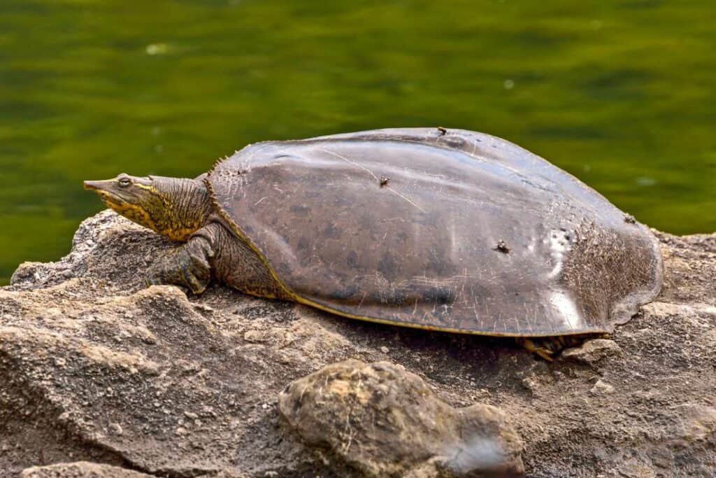 Spiny Softshell Turtle on the rock