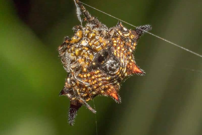 Spiny-Backed Orb Weaver