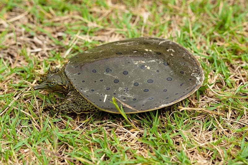 Spiny softshell turtle (25636078962)