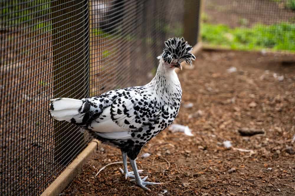 Spitzhauben Chicken in a cage