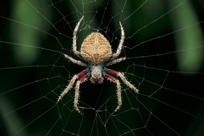 Spotted orb weaver spider on web, Neoscona species