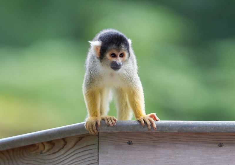 Squirrel monkey on the roof