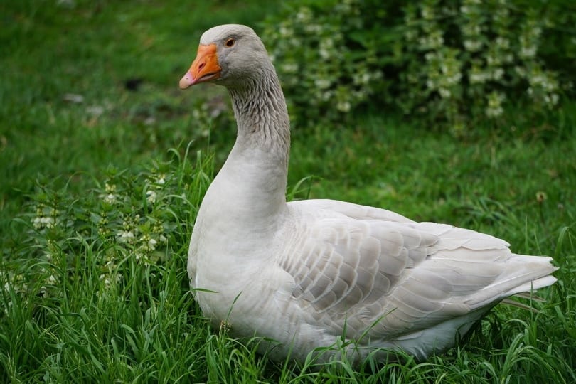 Steinbacher goose standing in the grass