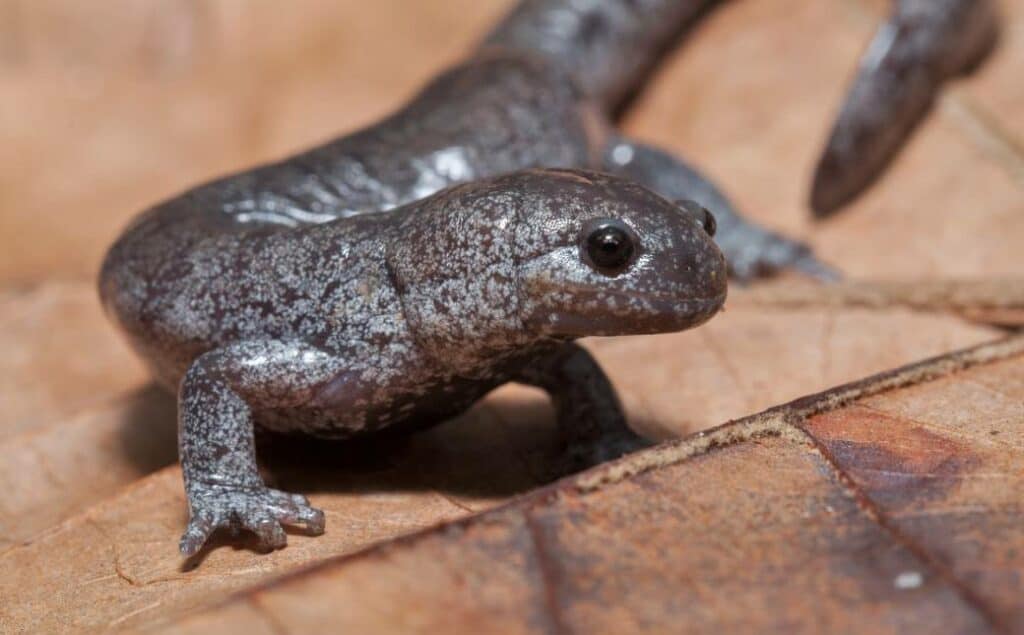 Streamside Salamander close up side view_Mike Wilhelm_Shutterstock