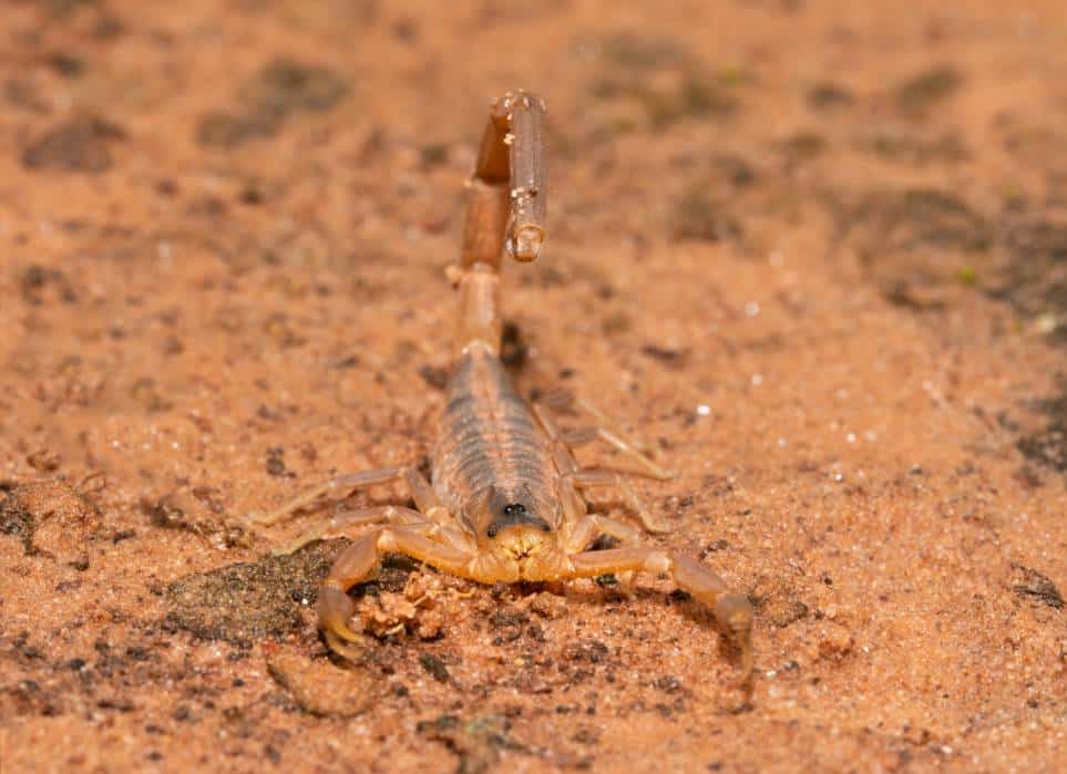 Striped Bark Scorpion front view_Sari ONeal_Shutterstock