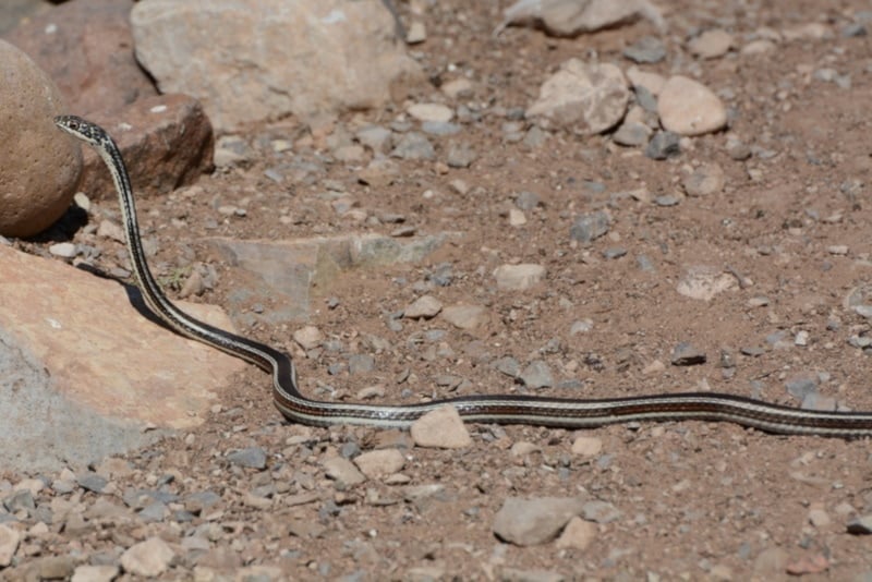 Striped Whipsnake on the ground