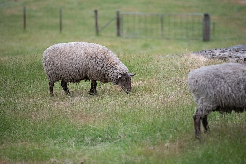 Suffolk_Sheep