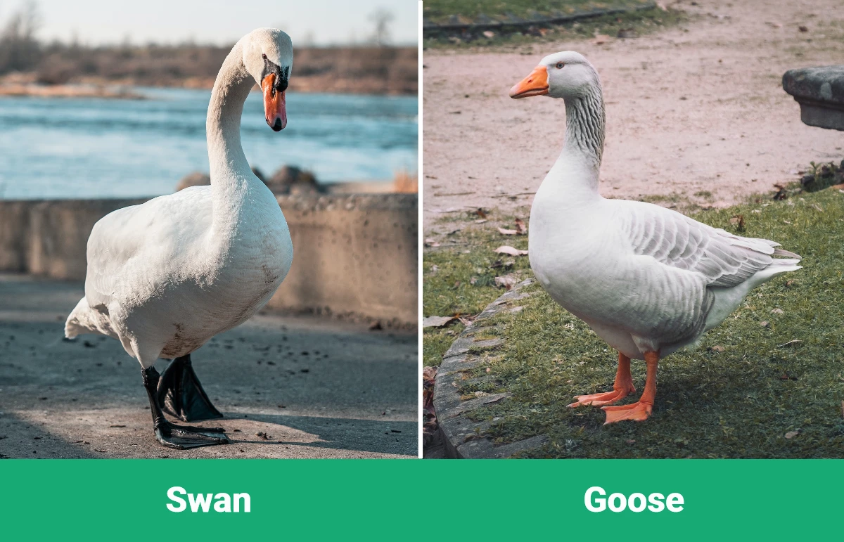 Swan vs Goose - Visual Differences
