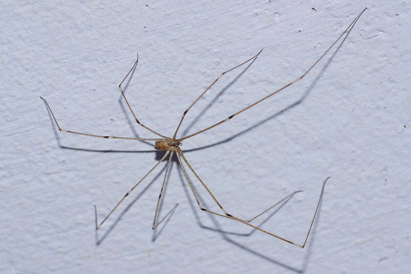 Tailed daddy longlegs spiders