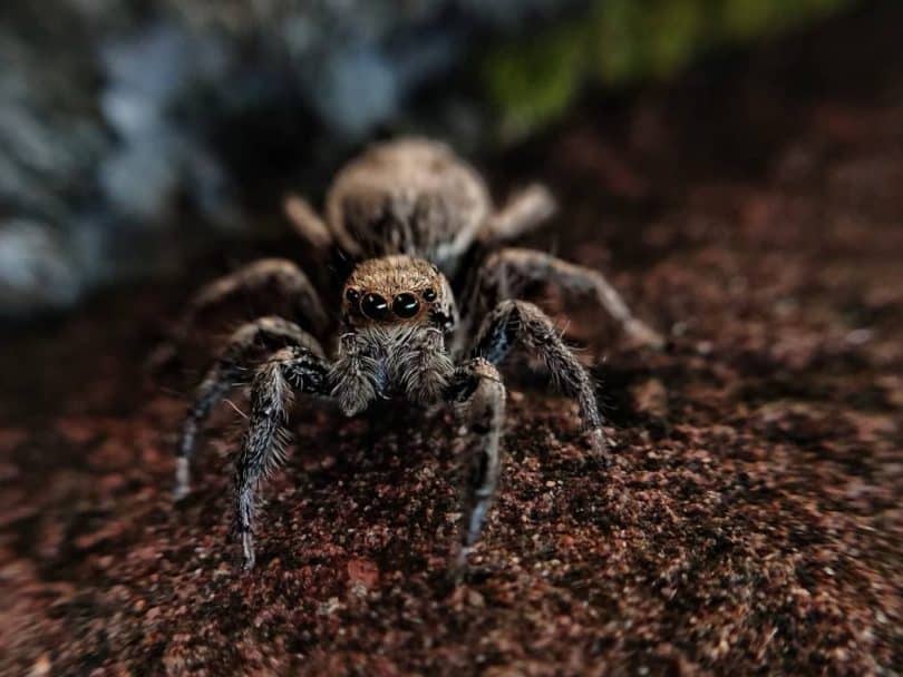 tan jumping spider front view