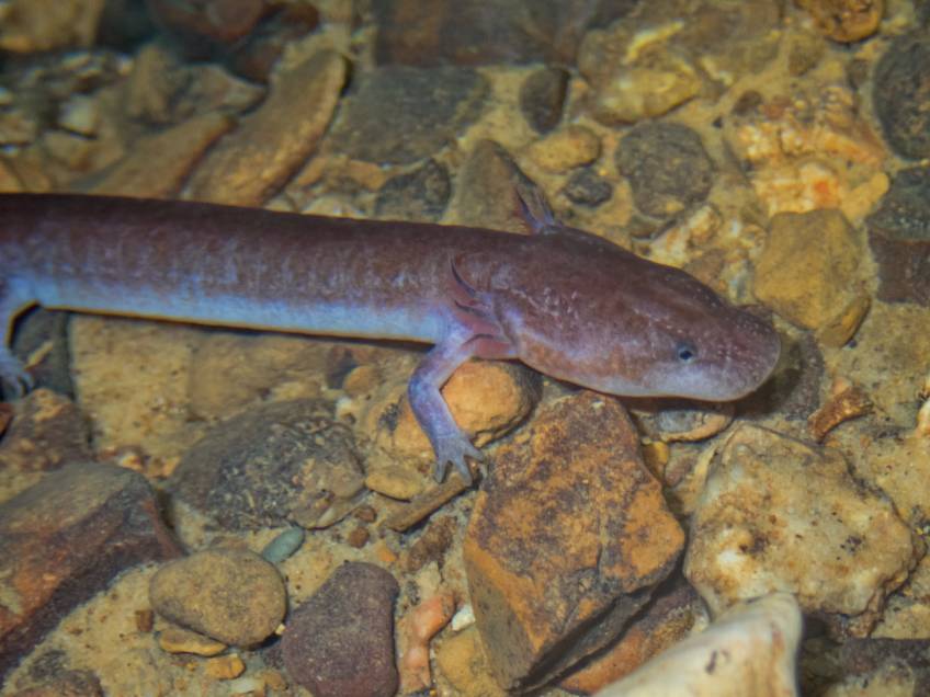 Tennessee Cave Salamander side view_Matthew L. Niemiller_Shutterstock