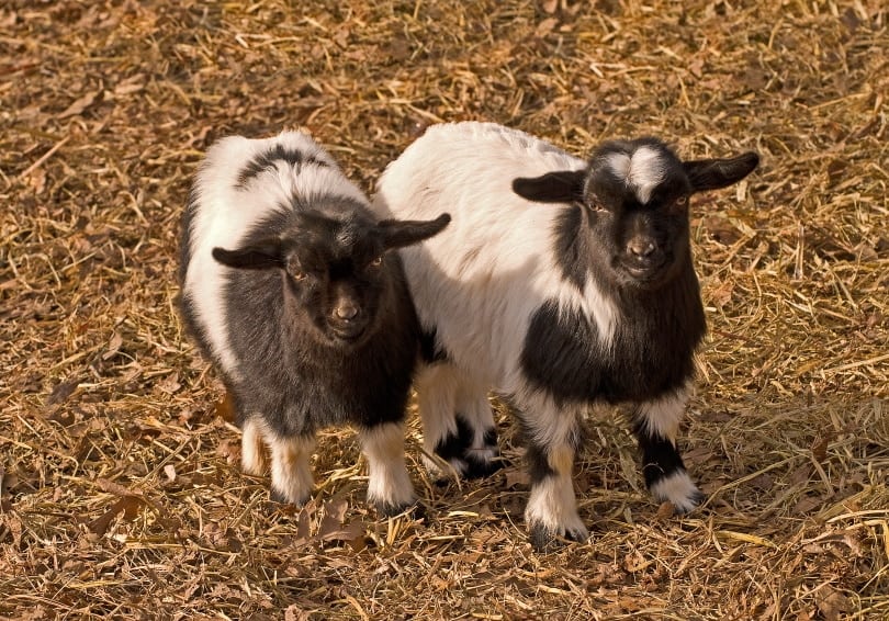 Tennessee fainting goats