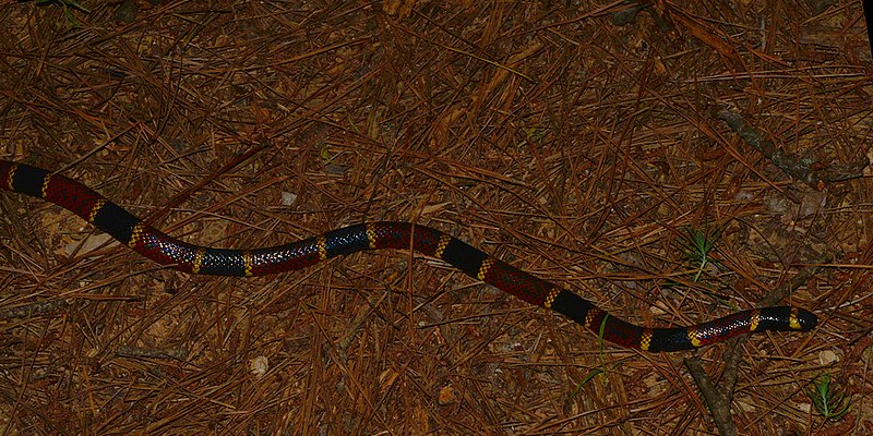 Texas Coral Snake (Micrurus tener) photographed in Houston Co., Texas. W. L. Farr