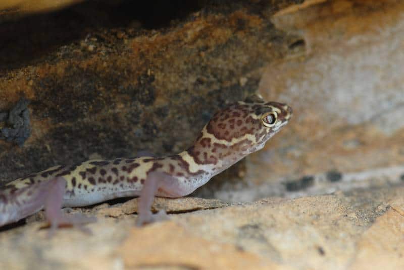 Texas banded gecko checking the rock crevices for prey