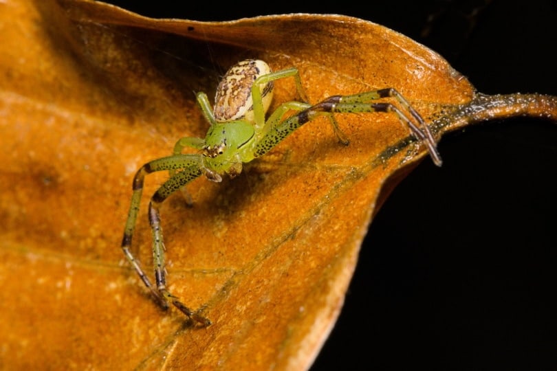 Texas crab spider on a dried leaf