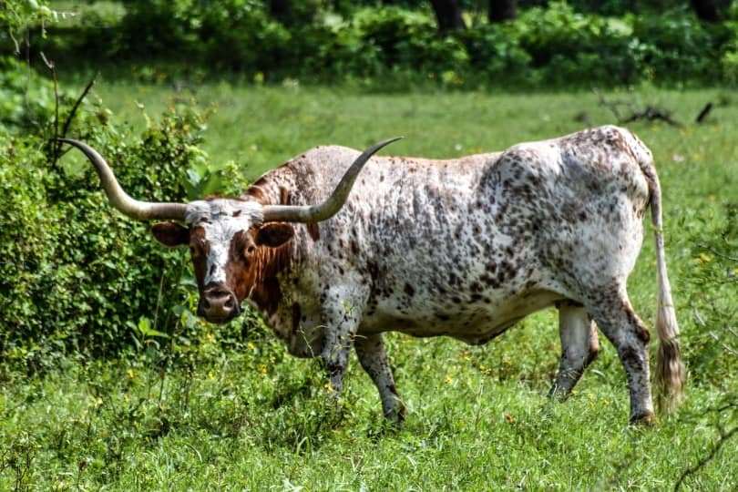 Texas longhorn cattle eating grass