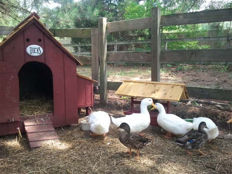 The Doghouse Duck Dwelling
