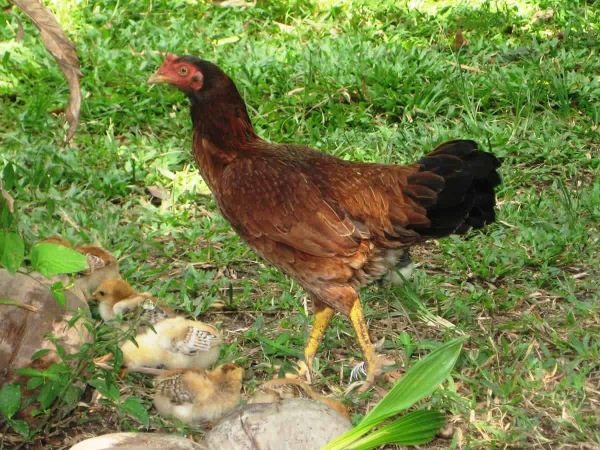 The Malay (chicken) female