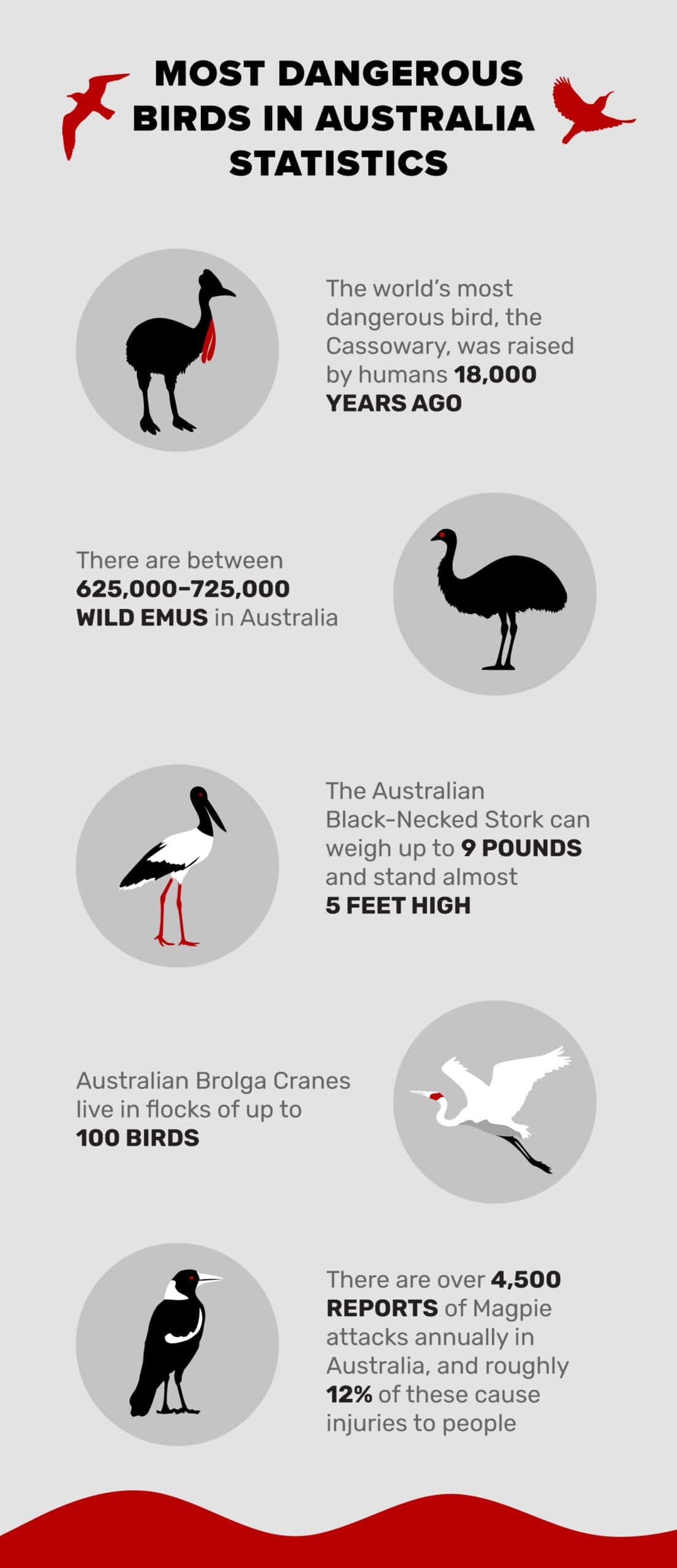 The-Most-Dangerous-Birds-in-Australia-(Statistics)