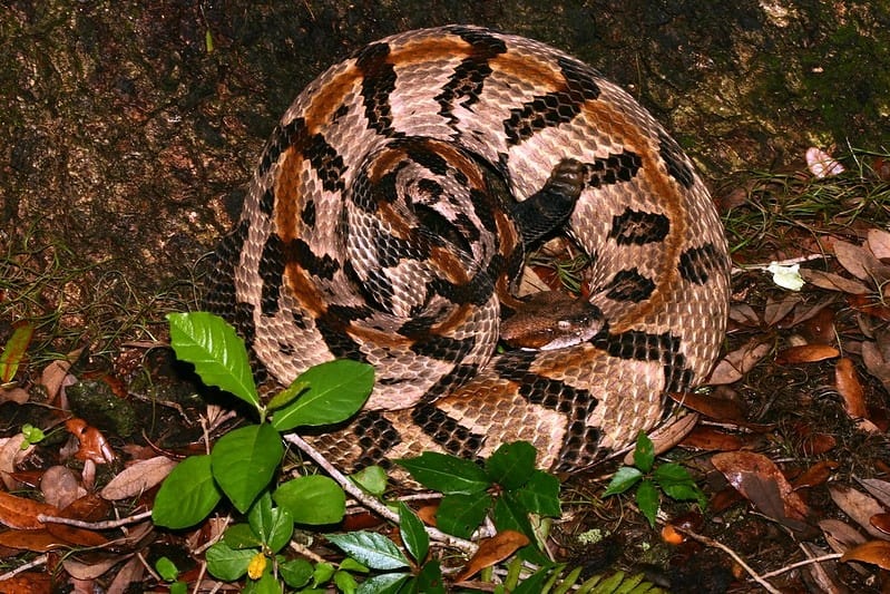 Timber Rattlesnake a.k.a. Canebrake Rattlesnake