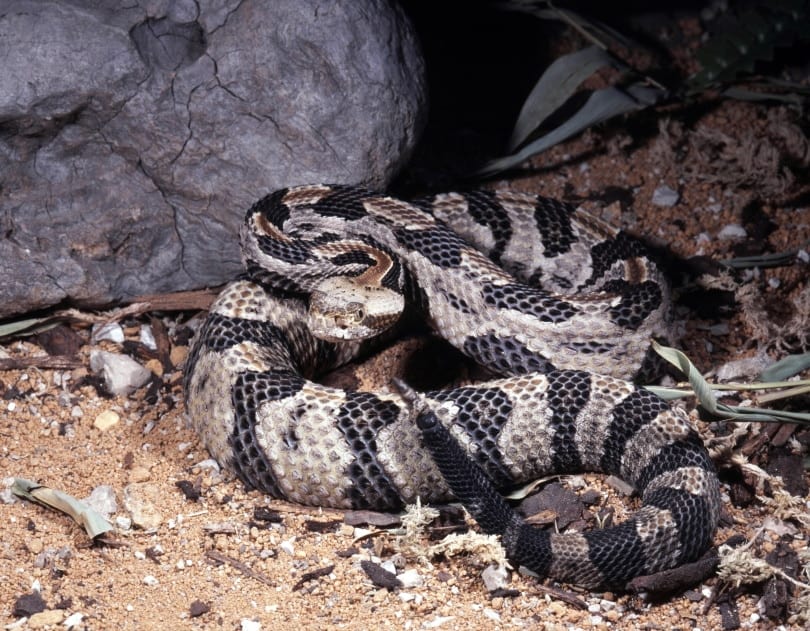 Timber rattle snake