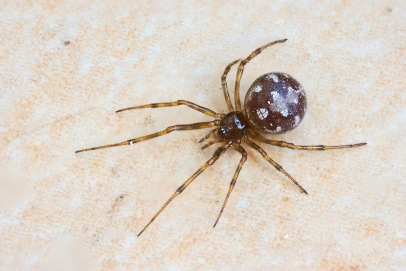 Triangulate Cobweb Spider (Steatoda triangulosa)