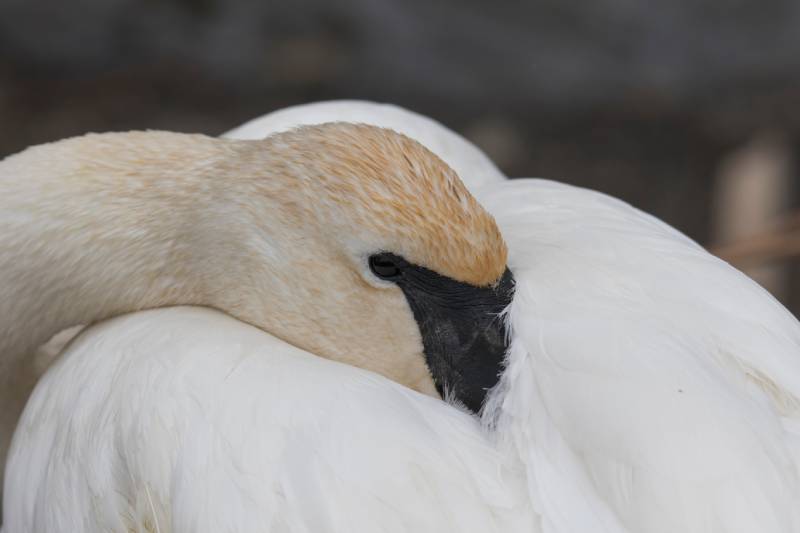 Trumpeter Swam (Isolated) sitting with its black beak tucked under its wings during the winter