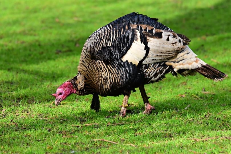 Turkey foraging in the grass