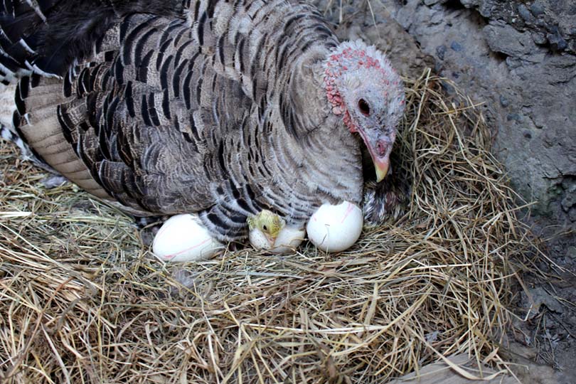 Turkey hen and chick